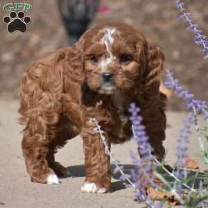 Jess, Cavapoo Puppy